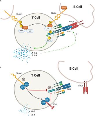 SLAM Associated Protein Signaling in T Cells: Tilting the Balance Toward Autoimmunity